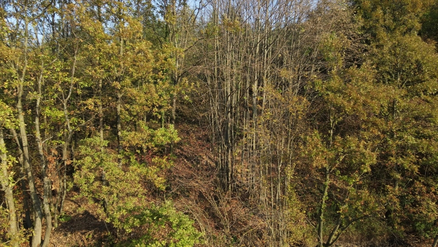 Autumn trees, drone view of yellowing trees, great view of yellowing leaves of deciduous trees in autumn