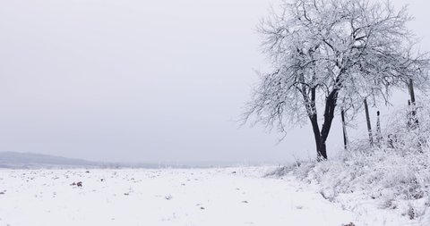 snowy farmland field with apple tree at winter day