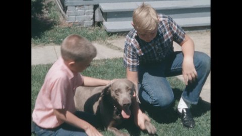 1960s: Boy pets Weimaraner dog lying down on the grass. Second boy joins him and picks up the dogs paw. Close up of dog paw and claws.