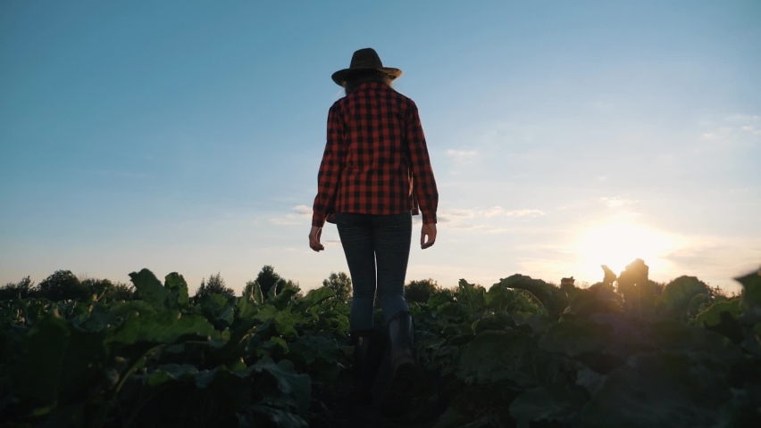 Agriculture.farmer girl walks through field of vegetables at sunset.an agronomist works in open field.Harvesting at sunset.farmer in hat walks in boots in field.Agriculture of beet, organic vegetables | Shutterstock HD Video #1085503217