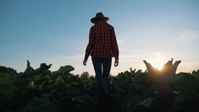 Agriculture.farmer girl walks through field of vegetables at sunset.an agronomist works in open field.Harvesting at sunset.farmer in hat walks in boots in field.Agriculture of beet, organic vegetables - Powered by Shutterstock - Get 15% off with code: PIKWIZARD15