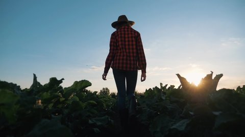 Agriculture.farmer girl walks through field of vegetables at sunset.an agronomist works in open field.Harvesting at sunset.farmer in hat walks in boots in field.Agriculture of beet, organic vegetables