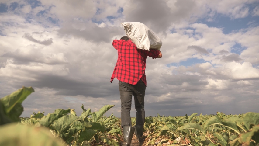 Agriculture. rancher walks across the field harvesting. farmer works in field. Agricultural market. A farmer collects a cornfield. Hard peasant labor. Rancher's hard work. soil work in agriculture Royalty-Free Stock Footage #1085503256