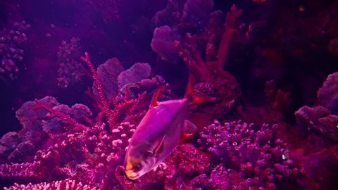 Piranha fish in a wonderful aquarium.