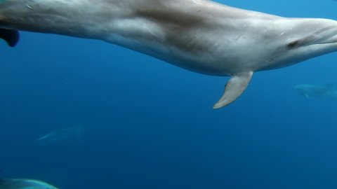 Flock of dolphins playing in blue water of Atlantic Ocean Azores islands. Closeup underwater shot of wild dolphin taking breath. Aquatic marine animals in their natural habitat. Wildlife nature.