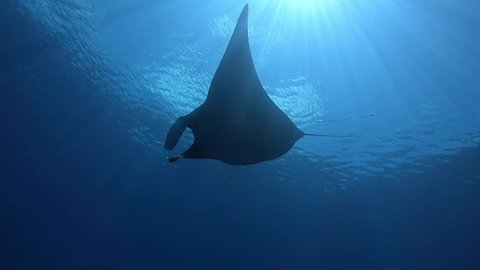 Gigantic Black Oceanic Manta fish floating on a background of blue water in search of plankton. Underwater scuba diving in Indonesia.