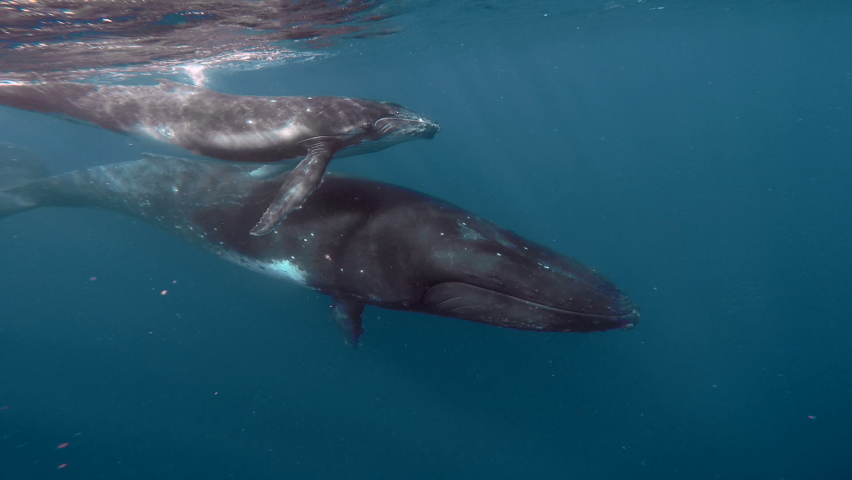 Newborn humpback whale cub swims next to mom underwater in Pacific Ocean. Megaptera Novaeangliae whale in blue water in Tonga Polynesia. | Shutterstock HD Video #1085506334