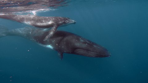 Newborn humpback whale cub swims next to mom underwater in Pacific Ocean. Megaptera Novaeangliae whale in blue water in Tonga Polynesia.