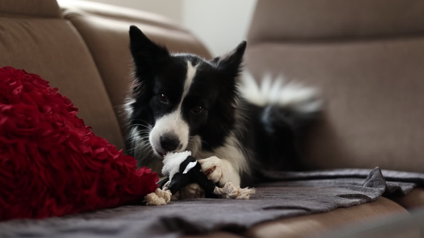 Border Collie Nibbles Toy on Sofa. Cute Black and White Dog Gnaws Stuffed Animal on Couch. Royalty-Free Stock Footage #1085507759