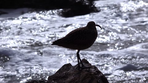 Whimbrel (Numenius phaeopus), seabird walking on the beach, California,  with the ocean in the background. USA