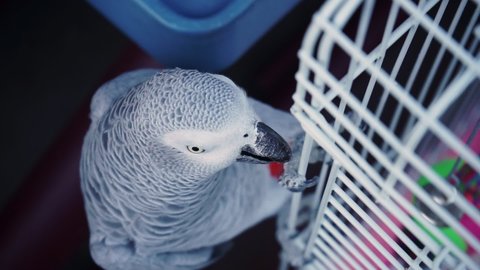 gray parrot holds cage with its beak