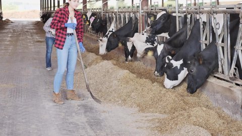  Two confident female farmers in straw hats feeding cows in the cowshed in dairy farm