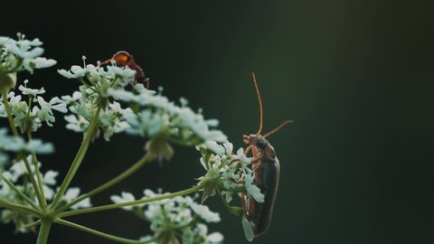 A beetle with a large mustache on a flower. Macro photography. Creative. A small beetle walks on a small white flower.