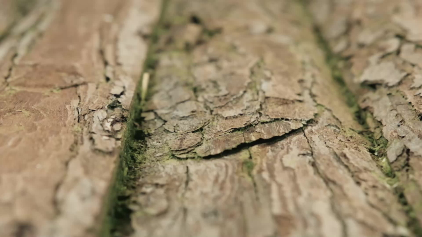 Fine wood grain texture Stock Video Footage - 4K and HD Video Clips