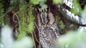 Wild owl sitting in the conifer tree and looking to the camera. Bird with big eyes and brown color. Long eared owl in the wild nature. Green conifers around. 4K horizontal video