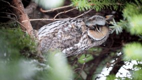 Wild eared owl sitting in the conifer tree and looking to the camera. Bird with the big eyes and the brown color. Big bird in the wild nature. Green conifers around. 4K vertical video