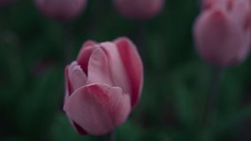 Macro shot of beautiful flower opening petals early morning outdoors. Close up tender pink flower on green leaves background. Pink tulip bud in blooming garden in sunrise. Cozy flower in bloomed park.