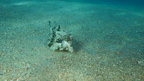 Close-up of Boxfish looking for food on the sandy bottom. Thornback Boxfish or Camel Cowfish (Tetrosomus gibbosus), 4K-60fps