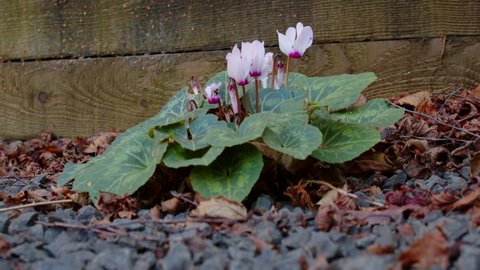 Cyclamen white pink in garden with gravel and autumn leaves debris, static