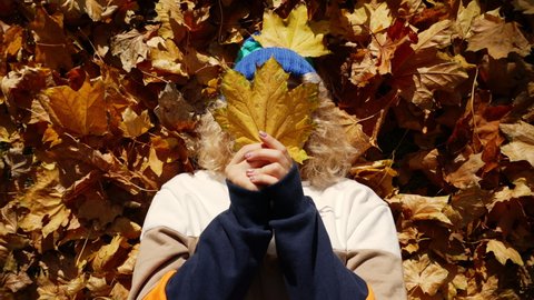 Funny Caucasian Woman In Her 20s Wearing Beanie And Playing Peek-a-boo With Yellow Maple Leaf While Lying Down On Heap Of Fallen Leaves In Autumn. overhead