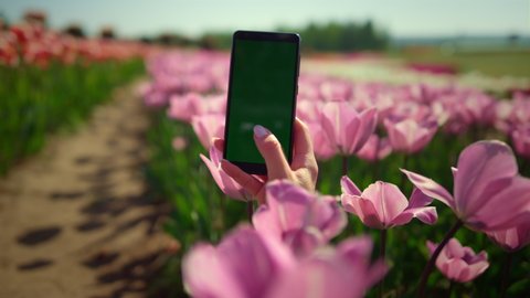 Unknown woman making picture at smart phone in blooming flower field. Back view of unrecognizable woman taking photo at mobile phone in spring park outdoors. View of smartphone screen in woman hands.