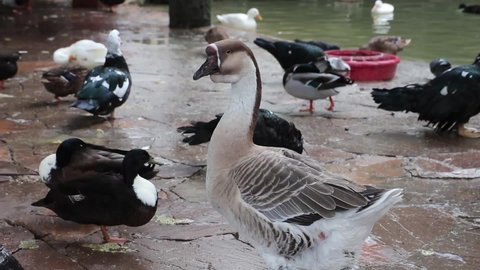  The african goose with ducks near a pond 