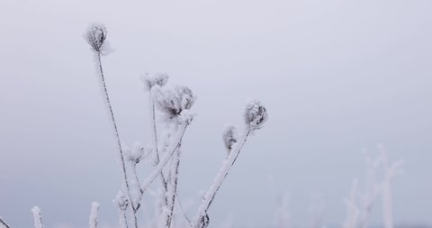 frozen Daucus carota plant, meadow wildflower swaying on the wind at winter day
