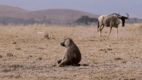 A baboon in Africa video 