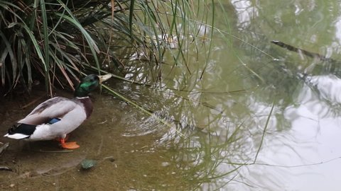 Beautiful duck enters to swim in the river