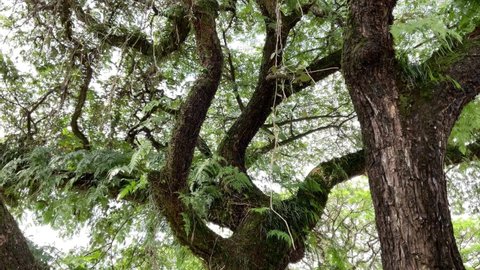 Closeup view of banyan tree with large trunk and many branches
