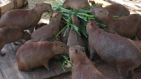 Capybara (Hydrochaeris hydrochaeris) family in nature.