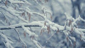 The first snow is falling. Delicate branches of the birch tree are covered with light pure snow. Tight closeup shot, narrow depth of field. - Powered by Shutterstock - Get 15% off with code: PIKWIZARD15