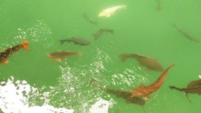 Footage top view of Fancy Carp and catfish in pond. Water is black and reflection of light. Close up shot water surface of fancy carp (koi fish) swimming in the tropical garden pond.