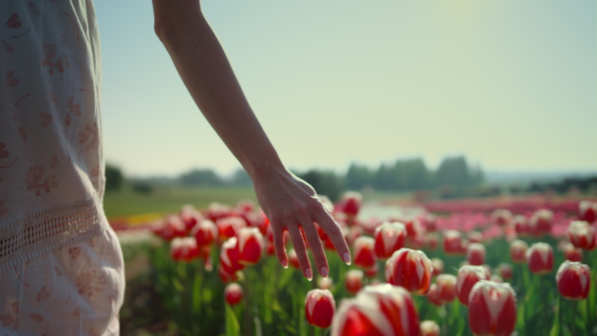 Closeup woman touching colorful flowers with fingers in beautiful tulip garden. Close up girl silhouette walking through flower meadow. Unrecognizable relaxed woman moving among springtime wildflowers Royalty-Free Stock Footage #1085534375