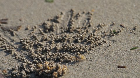 Close up of ghost crab makes balls of sand while eating. Soldier crab or Mictyris is small crabs eat humus and small animals found at the beach as food.