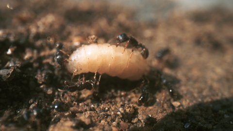 Black antsing a grub, macro close-up.