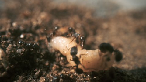 Macro close up black antsing a grub back to the nest.