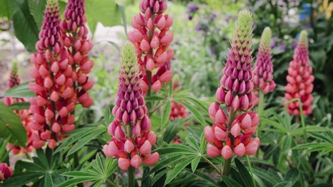 View on the field of lupine flowers. Beautiful garden with red and pink lupines