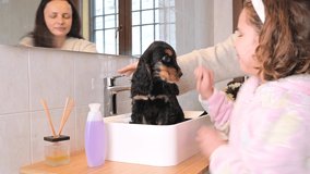A small black Cocker Spaniel puppy bathes in the bathroom. The Little Girl and her mom looks after and washes the pet. 4k live style video. High quality footage. Copy space
