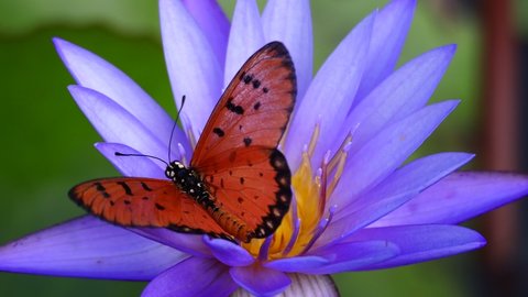 A close-up video shows Tawny Coster butterfly (Acraea violae) take on nectar on small petal of blue waterlily in the lake, and then flew away.