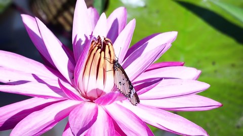 Plain Tiger butterfly (Danaus chrysippus) seeking nectar on small petal of pink water lily and bee collect pollen in same flower, this video show diversity of the lake.