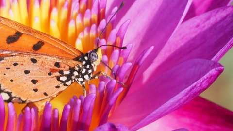 A close-up video shows head of Common Tiger butterfly (Danaus chrysippus) feed on the nectar of the pink water lily.