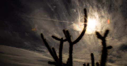 Cholla cactus against a dreamy,  multi-layered sky of cirrus clouds.