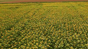 Bright sunflowers from a bird's eye view, aerial footage of picturesque agricultural lands. Location agrarian region Ukraine, Europe. Cinematic drone shot. Filmed in UHD 4k video. Beauty of earth.