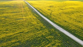 Picturesque aerial footage of ripe rapeseed from a bird's eye view. Agronomic industry. Location agrarian region Ukraine, Europe. Cinematic drone shot. Filmed in UHD 4k video. Beauty earth.
