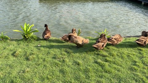 Several brown ducks clean their bodies using their beaks and dry their wings. on the lawn After swimming in a small canal in the farm Animals and nature.