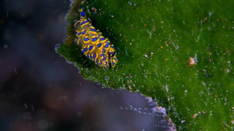 Super tiny underwater creatures - sea slug - Costasiella sp. feeding on algae. Macro world of Tulamben, Bali, Indonesia.