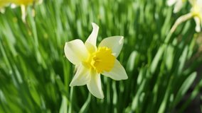 Beautiful springtime 4k stock video landscape. Close-up view footage of sunny spring flowers blooming with fresh young yellow petals and green leaves. Abstract natural floral spring background