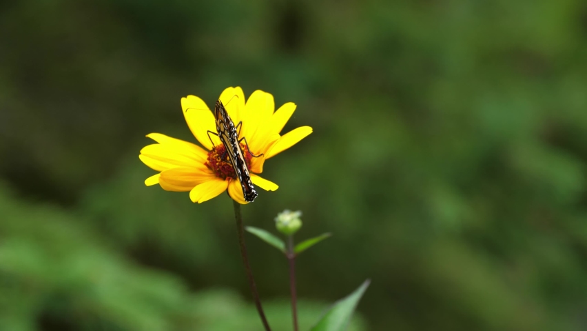 Monarch butterfly spreads its wings as it feeds on a woodland sunflower. Macro shot.
