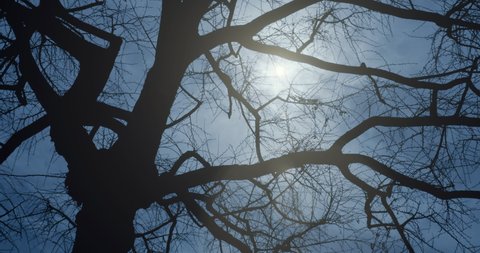 Sunshine behind a spectral barren tree in a cold winter day